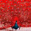 merlina7121