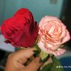 prosanto.111