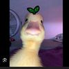 duck.018