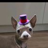 doggy01081