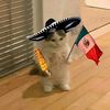 imperio_nayan_cat628