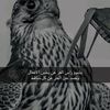 user441411276550