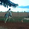 biahorses