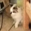 im_not_stupid64
