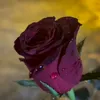 mohamed_bela4