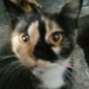 danu_292000