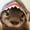 ada_r.com