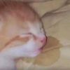 cat42449