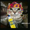 el_gato_peruano3