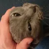 omninut24