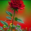 lmranrana958