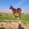 ak.altyn2