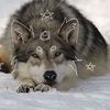 max_pawz.n.clawz