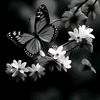 adamahmad.hallag