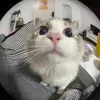 vincentamaquiton6