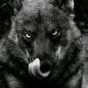 eliekaram767