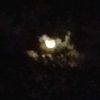 alline_547