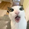 lon_benho6677