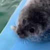 seal core: