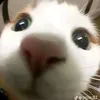 phmngcuynnnh24