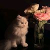 malak.khaled040