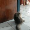 satria.sm