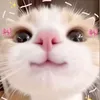 tteokbokkikitten