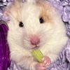 liabopeep