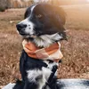 bordercolliehanna