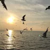 duy_ovtk