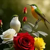 alsraj43