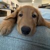 ramseythegolden