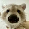 the_raccoon_guy