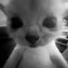 niniswthk