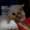 haianhgmail.com3