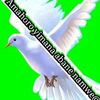 user8477693372222