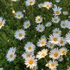 ades0658