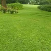 leito_294