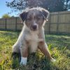 baloo_the_aussie