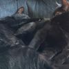 badkittyslokiandthor