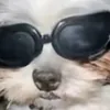 nicoleguimares3