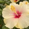 ilove_flowers.__