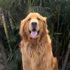 goldensparkyy