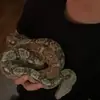 silly_willyts