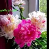 sanamalik6313