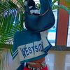 detopshatta1