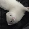 ferret_007