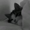 zellyn_141298