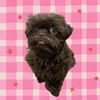 bugthechocolateshihtzu