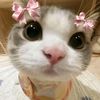 bilqis_xyz917